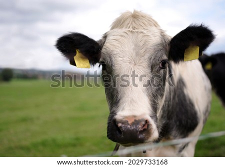 herd of cows in green field