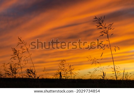 Wild grass against a rising sun. Sunrise in the Volga delta