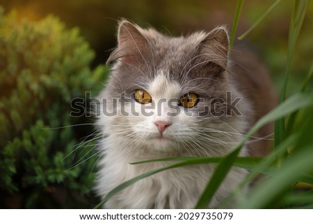 Pretty cute cat is sitting on the meadow. Concept healthy and active pet lifestyle. Cat in garden. Cat portrait close up