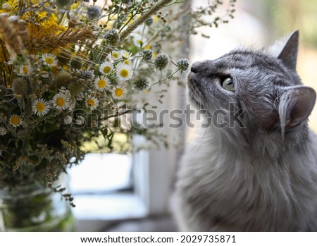Domestic gray cat and a bouquet of wild flowers. Tthe cat sits on the windowsill and sniffs flowers. Cats love flowers. Close up. Royalty-Free Stock Photo #2029735871