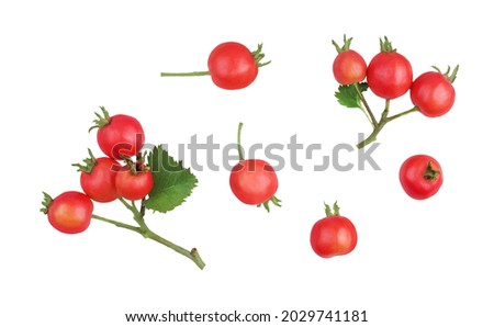 Hawthorn berries, top view, isolated on a white background Royalty-Free Stock Photo #2029741181