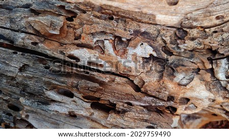 Weathered and insect-bored tree trunk with various wooden tones