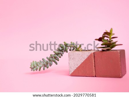 Beautiful succulents in modern pots isolated over pink backgroud