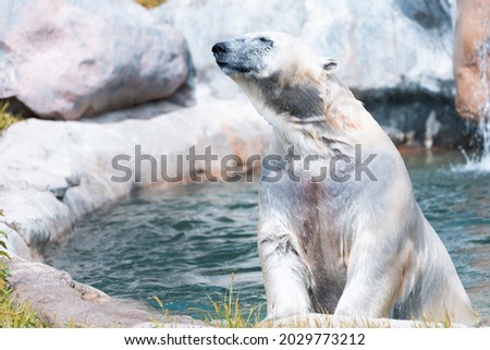 Wet White Polar bear swimming in a pool enclosure 