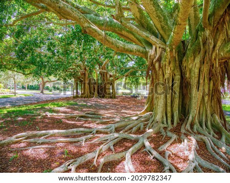 Banyon tree Ficus benghalensis or Indian banyan the national tree of India on West Venice Avenue in Venice Florida USA,  Royalty-Free Stock Photo #2029782347
