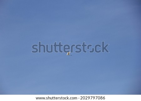An egret flying in the blue sky.