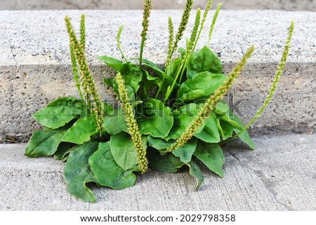 A close up image of the herbal medicine plant plantain growing in  a sidewalk crack.  Royalty-Free Stock Photo #2029798358