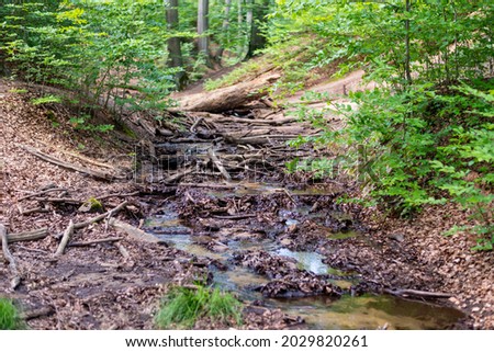 A stream of water in the forest in spring