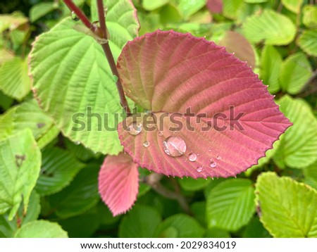 Water droplets on the colorful leaf in the morning