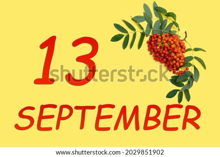 13th day of september. Rowan branch with red and orange berries and green leaves and date of 13 september on a yellow background. Autumn month, day of the year concept.