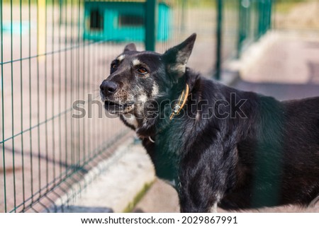 A black dog in an animal shelter. The dogs are closed in the enclosure. Help for pets. Take a pet home from the shelter.The dog is waiting for the owner
