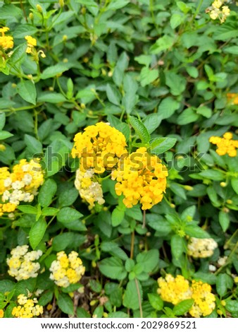 Lantana camara is native to the tropical regions of the anericas. The symbolic meaning of the lantana flower is generally associated with rigor