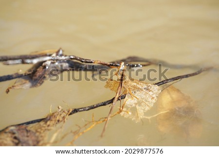 Reflections in water, river with floating leaves and branches, natural forms which create associations with animals