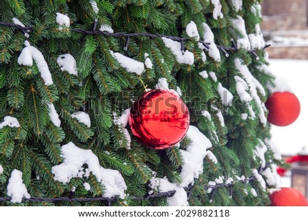 The tree is decorated with large red balls. Spruce paws in the snow. Preparing decorations for the New Year and Christmas celebrations,