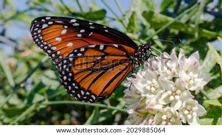 Queen butterfly, Danaus gilippus, feeding on nectar filled white and pink flowers of the Arizona milkweed, Asclepias angustifolia. Beautiful orange, black and white butterfly on native plant species.  Royalty-Free Stock Photo #2029885064
