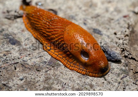 The red slug (Arion rufus), also known as the large red slug, chocolate arion and European red slug. Royalty-Free Stock Photo #2029898570