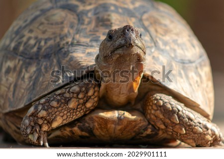 Wild african life. Close up of a cute turtle on a sunny day. Namibia
