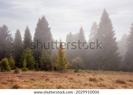 spruce forest on the hill at foggy sunrise. weathered yellow grass on the meadow. mysterious atmosphere in autumn season