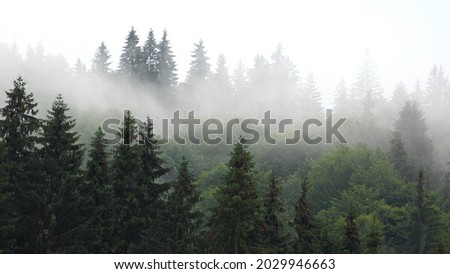 Raining in Mountains, Foggy Forest, Heavy Mystical Fog, Scary Stormy Mist Smoke over Alpine Wood on Rainy Day, Overcast Landscape Royalty-Free Stock Photo #2029946663