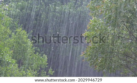 Torrential Rain, Raining, Inundation, Flooding, Storm, Rainy Day on Forest Branches Tree, Stormy in Nature, Cloudy Bad Weather Royalty-Free Stock Photo #2029946729