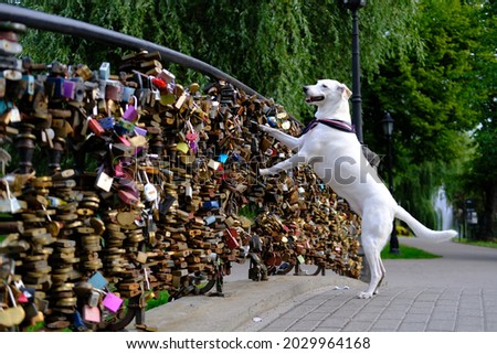White mongrel dog in a neckerchief stands on a bridge with locks of love and smiles