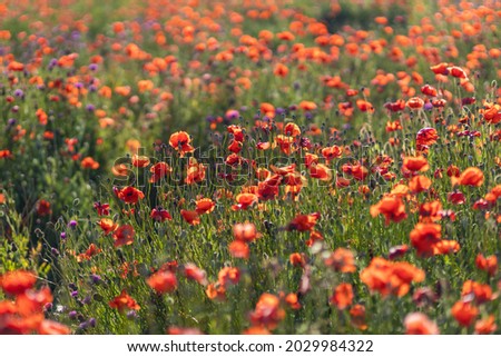 A blooming poppy field. Floral background