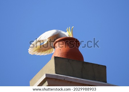 Sydney, NSW, Australia, August 9, 2021. Sulphur-Crested Cockatoo with its Head in a Chimney Pot