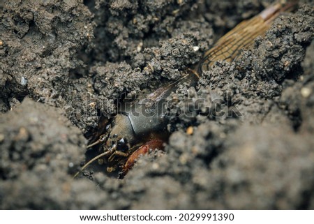 Mole crickets. Eyes to eyes. Macrophotography of an insect in its natural environment. Royalty-Free Stock Photo #2029991390
