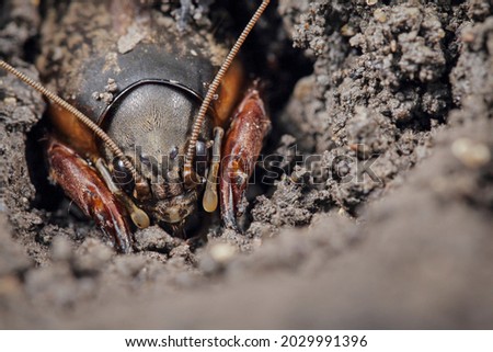 Mole crickets. Eyes to eyes. Macrophotography of an insect in its natural environment. Royalty-Free Stock Photo #2029991396