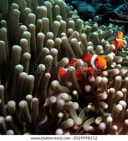 A pair of False clown anemonefish in anemone Boracay Philippines                              