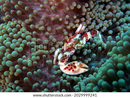 A Porcelain crab on anemone Boracay Island Philippines                            