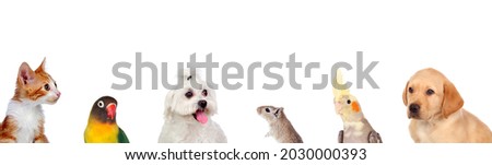 Beautiful pets isolated on a white background