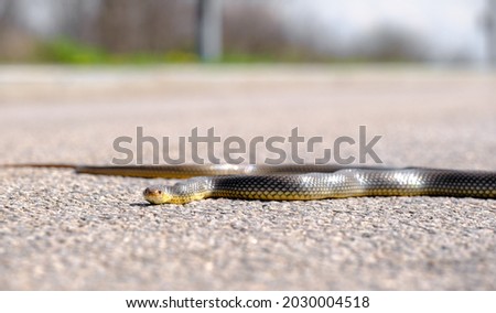 Snake on the road. Eastern Brown Snake in striking position. Common European adder Royalty-Free Stock Photo #2030004518