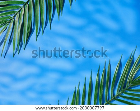 Blue background for product presentation with decorative plants