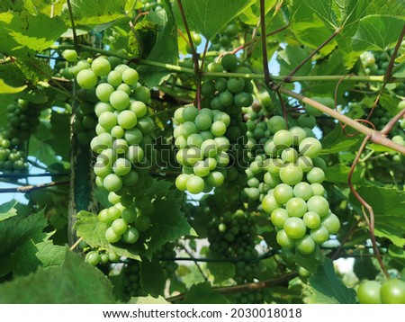 Grapes ripening in the sun. Landscape of the vineyard. 