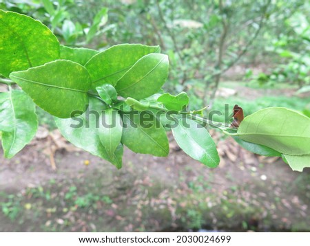 Citrus greening disease is a disease of citrus caused by a vector transmitted pathogen