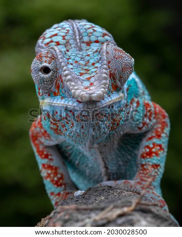 Looking with one eye, Panther chameleon