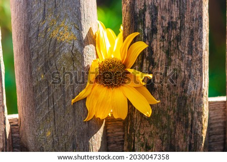 Yellow flower on old wooden fence. Vintage wallpaper, floral rustic desktop screensaver countryside rural style. Sunroot, sunchoke, wild sunflower or Jerusalem artichoke growing in the garden.