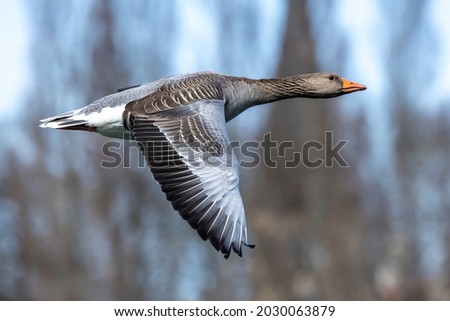 The greylag goose, Anser anser is a species of large goose in the waterfowl family Anatidae and the type species of the genus Anser. Here flying in the air. Royalty-Free Stock Photo #2030063879