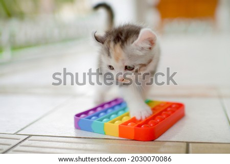 Cute kitten with sensory toy.Adorable small kitty playing with colorful sensor silicone bubble thing.Feline with finger therapy. Pet with pop bubble touch object. 