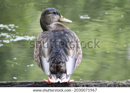 A closeup shot of a cute duck staying near a lake