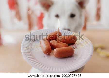 Celebrating dog first birthday. Cute dog looking at birthday cake of sausages with candle on background of pink garland and decorations. Dog birthday party. Adorable white swiss shepherd dog