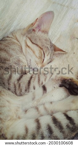 A Beautifully sleeping cat pic
