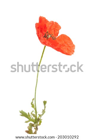 Long-headed Poppy isolated on white background