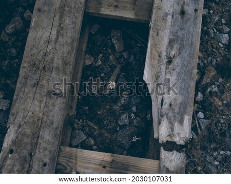 Flower in the middle of wood, retro picture, old wood on the ground and flowers, wooden window or hole, daisy flower