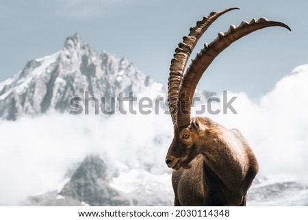 Alpine Ibex at Aguille du Midi Royalty-Free Stock Photo #2030114348