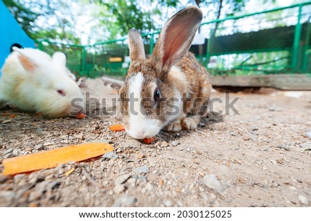 A close-up picture of a cute brown and white rabbit (rabbit) is eating carrots.

