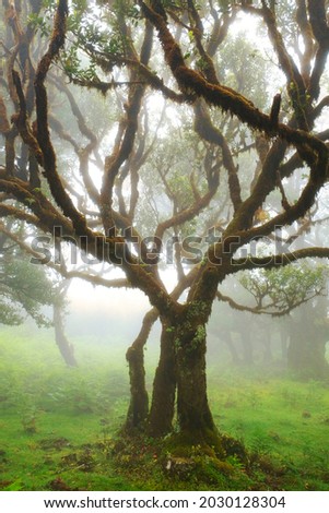 Magnificent misty morning light in the forest Fanal on Madeira island, Portugal