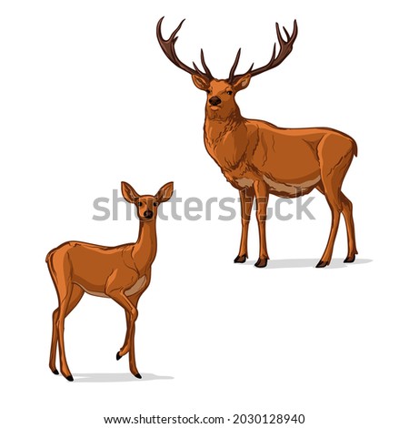 Vector illustration of a Deer. Two deer, isolated on a white background. Royalty-Free Stock Photo #2030128940