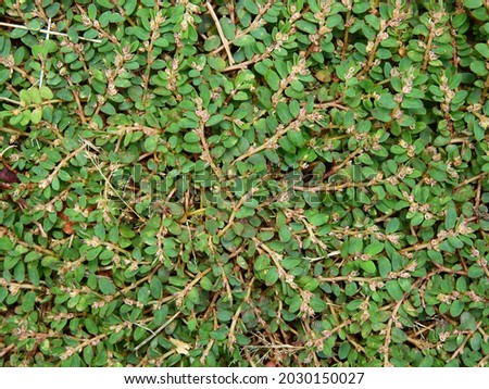 Dwarf spurge ( Euphorbia thymifolia ) grow on the ground texture Royalty-Free Stock Photo #2030150027